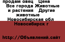  продам овец › Цена ­ 100 - Все города Животные и растения » Другие животные   . Новосибирская обл.,Новосибирск г.